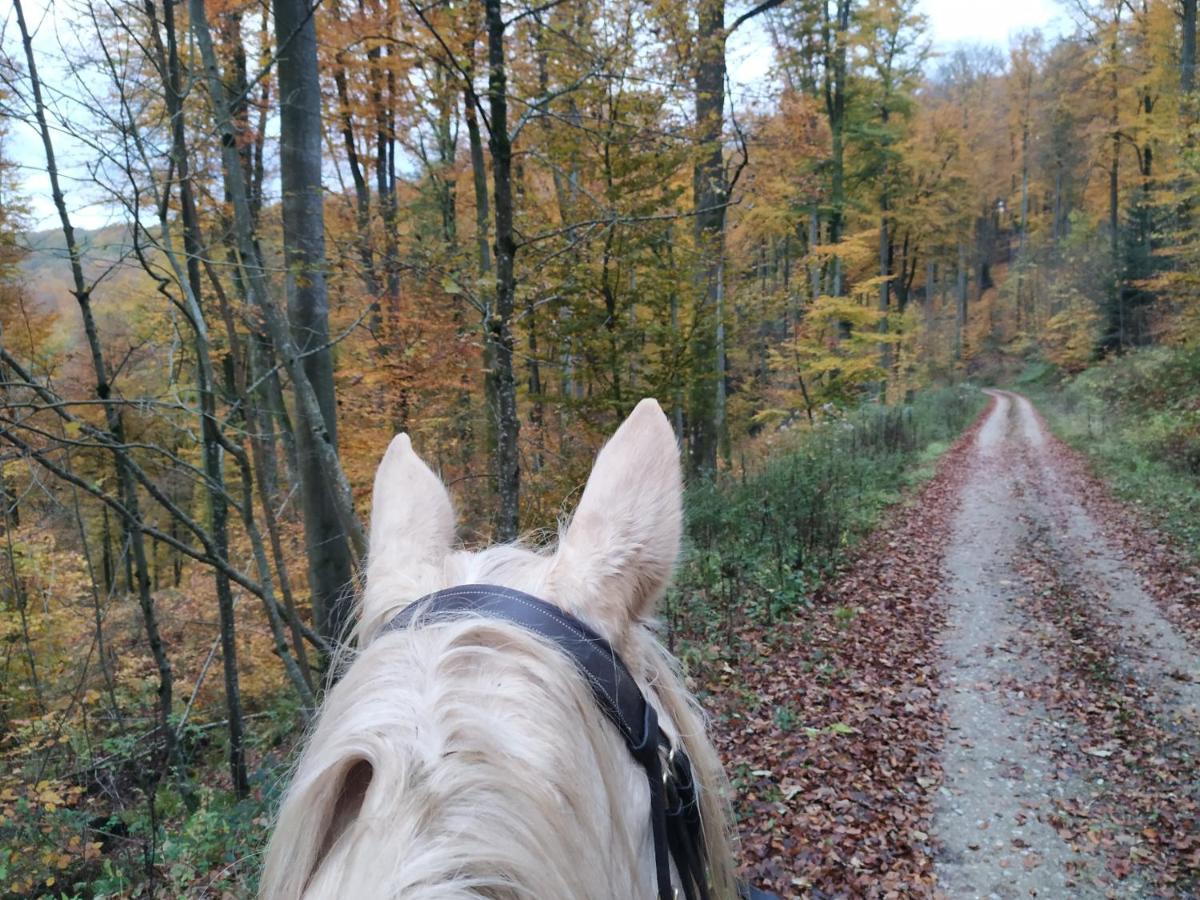 L'Echappee Verte - Gite Equestre 5 Pers Soucht Kültér fotó