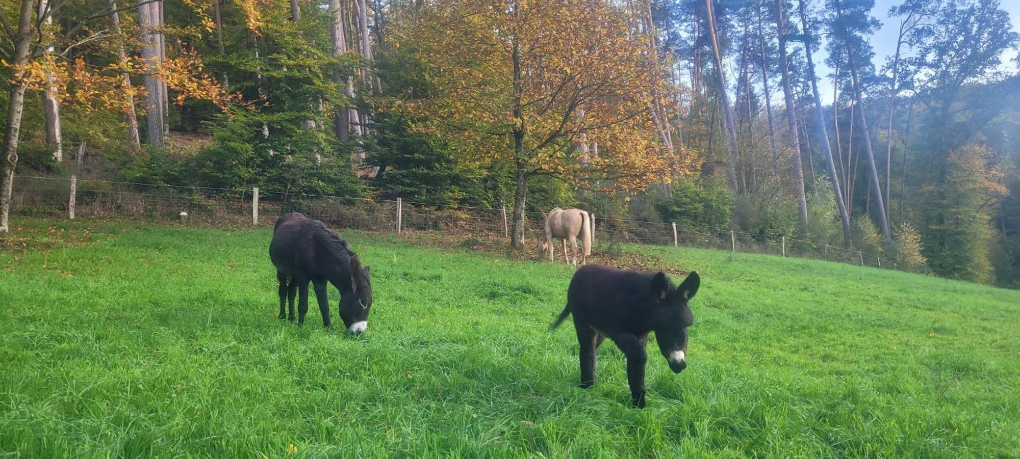 L'Echappee Verte - Gite Equestre 5 Pers Soucht Kültér fotó