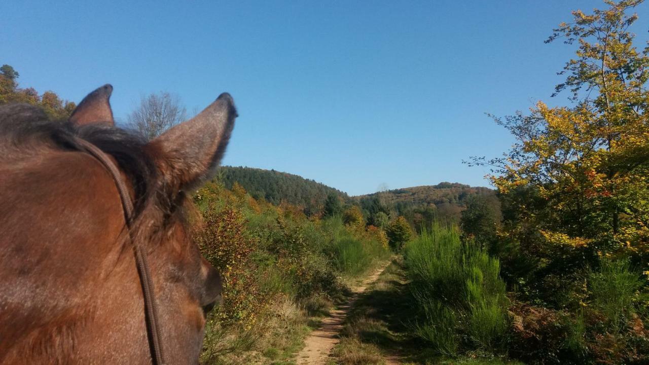 L'Echappee Verte - Gite Equestre 5 Pers Soucht Kültér fotó
